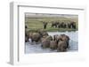 African Elephants (Loxodonta Africana), Chobe National Park, Botswana, Africa-Sergio Pitamitz-Framed Photographic Print