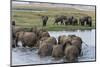 African Elephants (Loxodonta Africana), Chobe National Park, Botswana, Africa-Sergio Pitamitz-Mounted Photographic Print