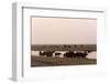 African Elephants (Loxodonta Africana), Chobe National Park, Botswana, Africa-Sergio Pitamitz-Framed Photographic Print