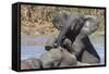 African Elephants (Loxodonta Africana) Drinking and Bathing at Hapoor Waterhole-Ann and Steve Toon-Framed Stretched Canvas