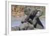 African Elephants (Loxodonta Africana) Drinking and Bathing at Hapoor Waterhole-Ann and Steve Toon-Framed Photographic Print