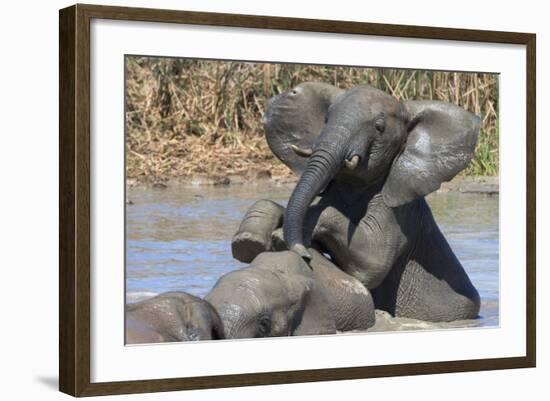 African Elephants (Loxodonta Africana) Drinking and Bathing at Hapoor Waterhole-Ann and Steve Toon-Framed Photographic Print