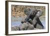 African Elephants (Loxodonta Africana) Drinking and Bathing at Hapoor Waterhole-Ann and Steve Toon-Framed Photographic Print