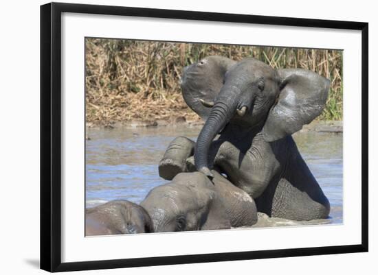 African Elephants (Loxodonta Africana) Drinking and Bathing at Hapoor Waterhole-Ann and Steve Toon-Framed Photographic Print