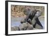 African Elephants (Loxodonta Africana) Drinking and Bathing at Hapoor Waterhole-Ann and Steve Toon-Framed Photographic Print