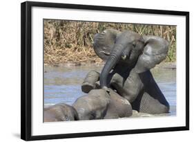 African Elephants (Loxodonta Africana) Drinking and Bathing at Hapoor Waterhole-Ann and Steve Toon-Framed Photographic Print