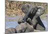 African Elephants (Loxodonta Africana) Drinking and Bathing at Hapoor Waterhole-Ann and Steve Toon-Mounted Photographic Print