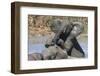African Elephants (Loxodonta Africana) Drinking and Bathing at Hapoor Waterhole-Ann and Steve Toon-Framed Photographic Print