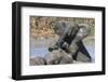 African Elephants (Loxodonta Africana) Drinking and Bathing at Hapoor Waterhole-Ann and Steve Toon-Framed Photographic Print