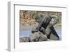 African Elephants (Loxodonta Africana) Drinking and Bathing at Hapoor Waterhole-Ann and Steve Toon-Framed Photographic Print