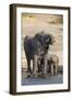 African elephants (Loxodonta africana) drinking at river, Chobe River, Botswana, Africa-Ann and Steve Toon-Framed Photographic Print