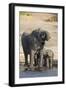 African elephants (Loxodonta africana) drinking at river, Chobe River, Botswana, Africa-Ann and Steve Toon-Framed Photographic Print