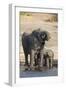 African elephants (Loxodonta africana) drinking at river, Chobe River, Botswana, Africa-Ann and Steve Toon-Framed Photographic Print