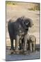 African elephants (Loxodonta africana) drinking at river, Chobe River, Botswana, Africa-Ann and Steve Toon-Mounted Photographic Print