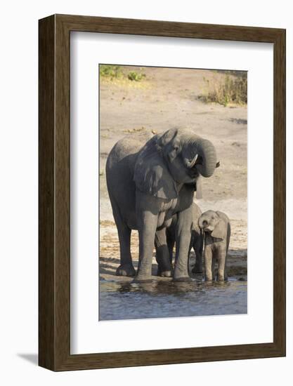 African elephants (Loxodonta africana) drinking at river, Chobe River, Botswana, Africa-Ann and Steve Toon-Framed Photographic Print