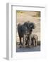 African elephants (Loxodonta africana) drinking at river, Chobe River, Botswana, Africa-Ann and Steve Toon-Framed Photographic Print