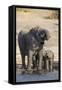African elephants (Loxodonta africana) drinking at river, Chobe River, Botswana, Africa-Ann and Steve Toon-Framed Stretched Canvas