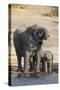 African elephants (Loxodonta africana) drinking at river, Chobe River, Botswana, Africa-Ann and Steve Toon-Stretched Canvas