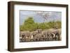 African elephants (Loxodonta africana) drinking at river, Chobe River, Botswana, Africa-Ann and Steve Toon-Framed Photographic Print