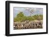 African elephants (Loxodonta africana) drinking at river, Chobe River, Botswana, Africa-Ann and Steve Toon-Framed Photographic Print