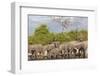 African elephants (Loxodonta africana) drinking at river, Chobe River, Botswana, Africa-Ann and Steve Toon-Framed Photographic Print