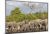 African elephants (Loxodonta africana) drinking at river, Chobe River, Botswana, Africa-Ann and Steve Toon-Mounted Photographic Print