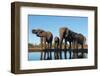 African elephants (Loxodonta africana) drinking at waterhole, Mashatu Game Reserve, Botswana-Sergio Pitamitz-Framed Photographic Print