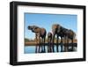 African elephants (Loxodonta africana) drinking at waterhole, Mashatu Game Reserve, Botswana-Sergio Pitamitz-Framed Photographic Print