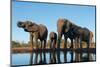 African elephants (Loxodonta africana) drinking at waterhole, Mashatu Game Reserve, Botswana-Sergio Pitamitz-Mounted Photographic Print