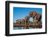 African elephants (Loxodonta africana) drinking at waterhole, Mashatu Game Reserve, Botswana-Sergio Pitamitz-Framed Photographic Print