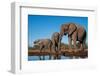 African elephants (Loxodonta africana) drinking at waterhole, Mashatu Game Reserve, Botswana-Sergio Pitamitz-Framed Photographic Print