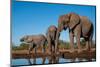 African elephants (Loxodonta africana) drinking at waterhole, Mashatu Game Reserve, Botswana-Sergio Pitamitz-Mounted Photographic Print