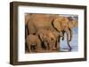 African elephants (Loxodonta africana) drinking, Zimanga game reserve, KwaZulu-Natal-Ann and Steve Toon-Framed Photographic Print