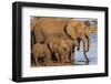 African elephants (Loxodonta africana) drinking, Zimanga game reserve, KwaZulu-Natal-Ann and Steve Toon-Framed Photographic Print