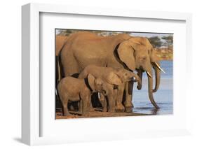 African elephants (Loxodonta africana) drinking, Zimanga game reserve, KwaZulu-Natal-Ann and Steve Toon-Framed Photographic Print