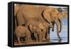 African elephants (Loxodonta africana) drinking, Zimanga game reserve, KwaZulu-Natal-Ann and Steve Toon-Framed Stretched Canvas