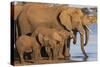 African elephants (Loxodonta africana) drinking, Zimanga game reserve, KwaZulu-Natal-Ann and Steve Toon-Stretched Canvas