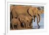 African elephants (Loxodonta africana) drinking, Zimanga game reserve, KwaZulu-Natal-Ann and Steve Toon-Framed Photographic Print