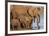 African elephants (Loxodonta africana) drinking, Zimanga game reserve, KwaZulu-Natal-Ann and Steve Toon-Framed Photographic Print