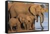 African elephants (Loxodonta africana) drinking, Zimanga game reserve, KwaZulu-Natal-Ann and Steve Toon-Framed Stretched Canvas