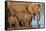 African elephants (Loxodonta africana) drinking, Zimanga game reserve, KwaZulu-Natal-Ann and Steve Toon-Framed Stretched Canvas