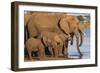 African elephants (Loxodonta africana) drinking, Zimanga game reserve, KwaZulu-Natal-Ann and Steve Toon-Framed Photographic Print