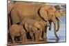 African elephants (Loxodonta africana) drinking, Zimanga game reserve, KwaZulu-Natal-Ann and Steve Toon-Mounted Photographic Print