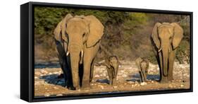 African Elephants (Loxodonta Africana) Family Standing at Waterhole, Etosha National Park, Namibia-null-Framed Stretched Canvas