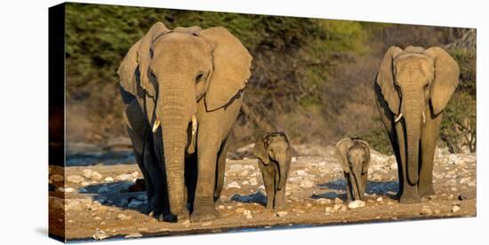 African Elephants (Loxodonta Africana) Family Standing at Waterhole, Etosha National Park, Namibia-null-Stretched Canvas