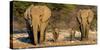 African Elephants (Loxodonta Africana) Family Standing at Waterhole, Etosha National Park, Namibia-null-Stretched Canvas