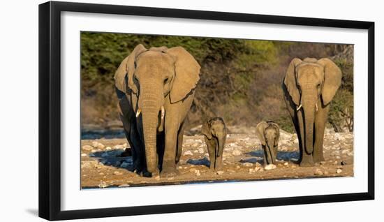 African Elephants (Loxodonta Africana) Family Standing at Waterhole, Etosha National Park, Namibia-null-Framed Premium Photographic Print