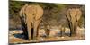 African Elephants (Loxodonta Africana) Family Standing at Waterhole, Etosha National Park, Namibia-null-Mounted Premium Photographic Print