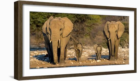 African Elephants (Loxodonta Africana) Family Standing at Waterhole, Etosha National Park, Namibia-null-Framed Photographic Print