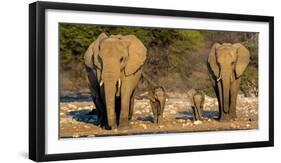 African Elephants (Loxodonta Africana) Family Standing at Waterhole, Etosha National Park, Namibia-null-Framed Photographic Print